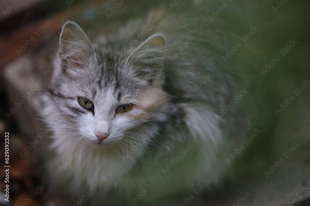 A homeless tricolor little kitten A homeless tricolor little kitten