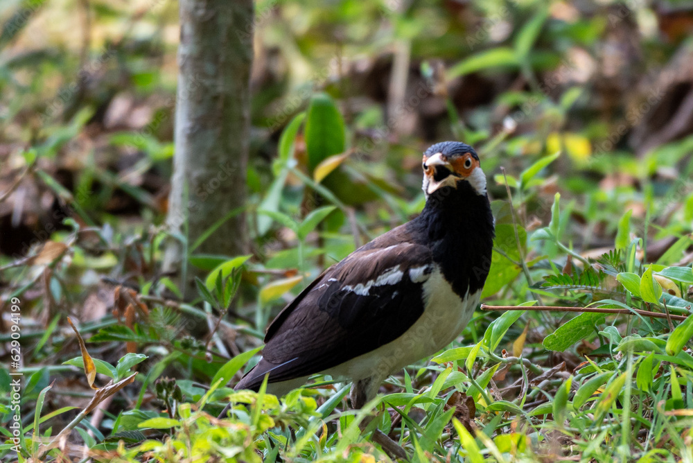 Fototapeta premium Sturnus contra, The Indian pied myna or Gracupica contra is a species of starling 