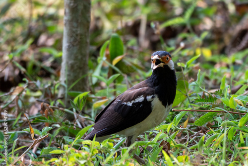 Sturnus contra, The Indian pied myna or Gracupica contra is a species of starling 