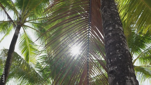 Coconut palm treesagainst blue sky summer beach background. photo