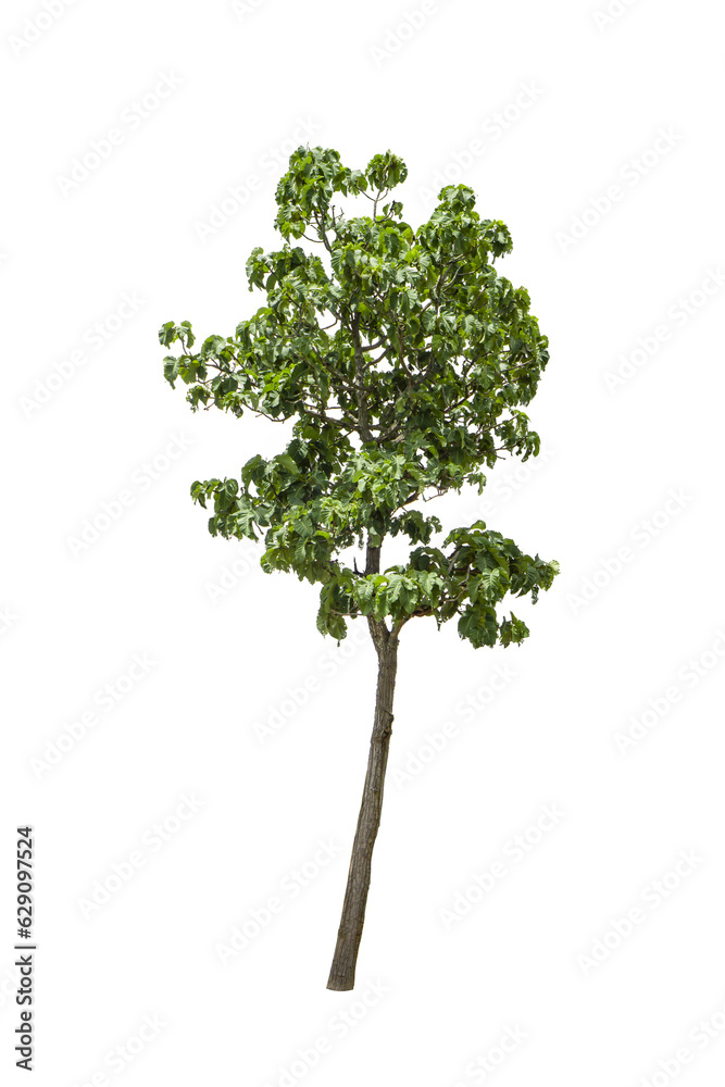 Fototapeta premium Tree isolated on the background,Cliping paths.