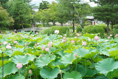 kyoto garden japane japanese osaka