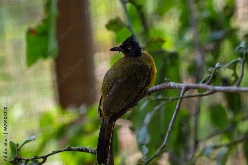Fototapeta premium The black capped bulbul, Rubigula melanictera, or black headed yellow bulbul, is a member of the bulbul family of passerine birds
