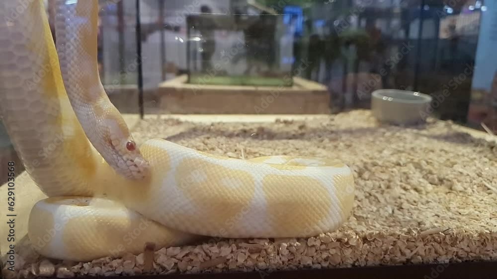 Footage of An Albino Ball Python snake in slow moving motion, yellow ...