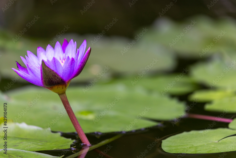 purple water lily purple water lily