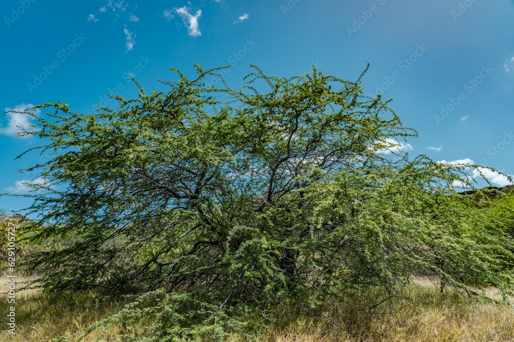 Prosopis pallida is a species of mesquite tree. kiawe. huarango (in its native South America) and American carob. Diamond Head Crater, Honolulu, Oahu, Hawaii