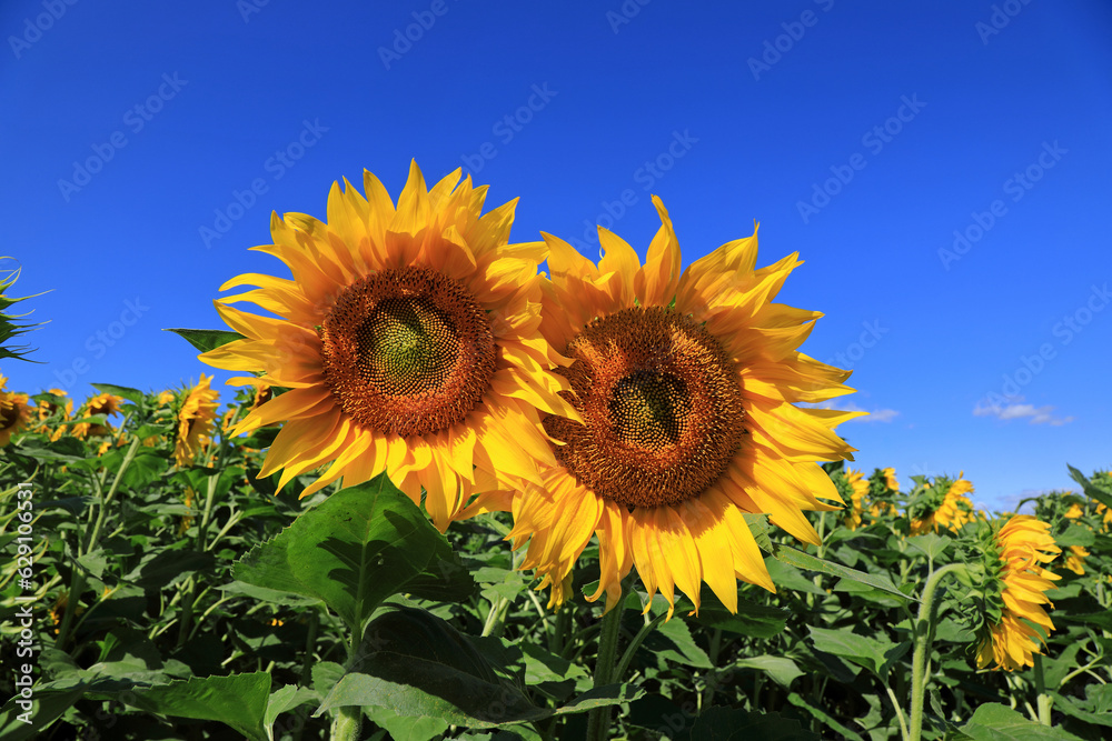 incredibly beautiful sunflowers in the field incredibly beautiful sunflowers in the field