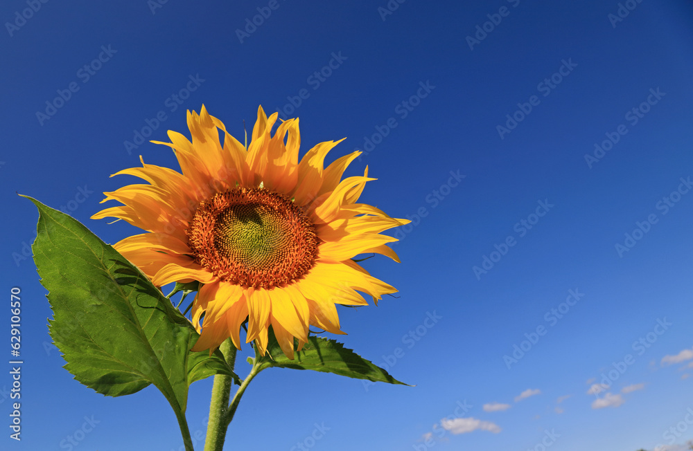 incredibly beautiful sunflowers in the field incredibly beautiful sunflowers in the field