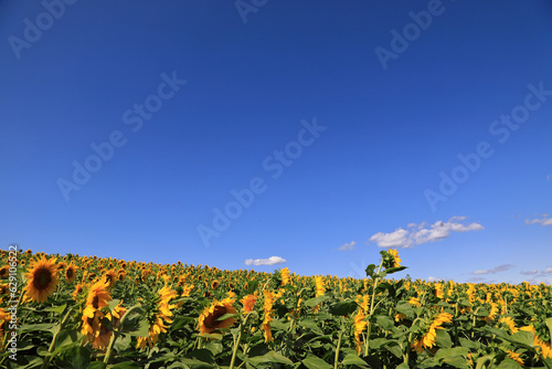 incredibly beautiful sunflowers in the field