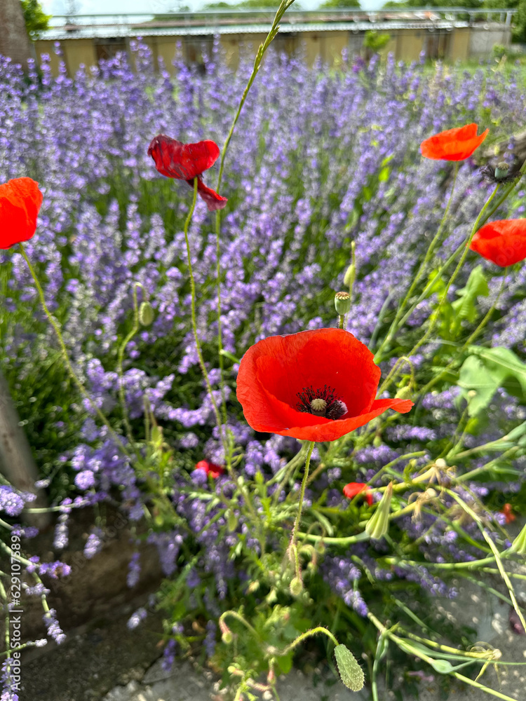 Obraz premium Lavender field with vibrant deep red poppy flower blossoms interspersed among the purple blossoms of the lavender plants - in Kazanlak, Bulgaria