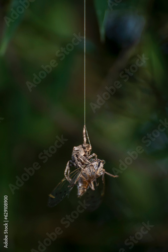 A cicada falls into a spider's trap and is captured
