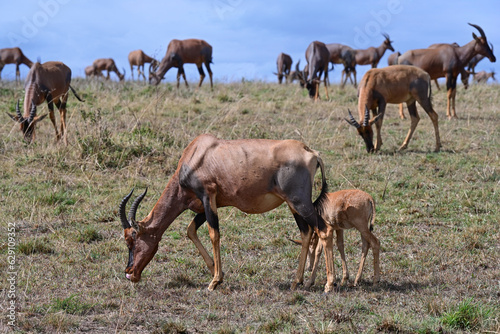 Herd of Bubal antelopes grazing
