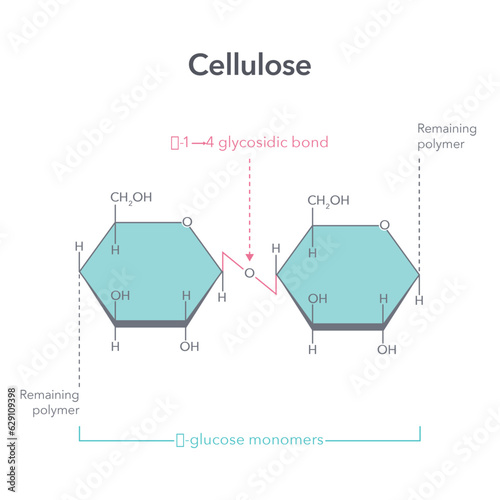 Cellulose structure science vector illustration diagram