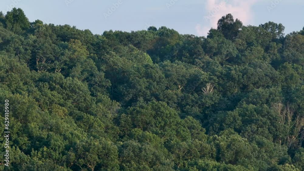 Aerial panning view of green forest trees, parallax effect, compression. Aerial panning view of green forest trees, parallax effect, compression.