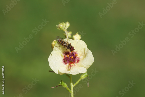 Male hoverfly Meliscaeva auricollis, family hoverflies (Syrphidae) on flower of mullein, Verbascum 'Dark Eyes', family Ranunculaceae. Summer, July, Dutch garden. photo