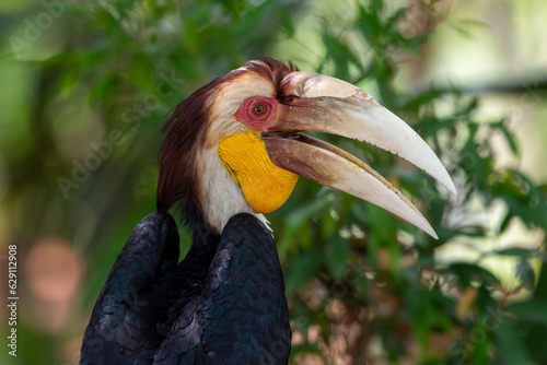 Close up of a male Rhyticeros undulatus bird, The wreathed hornbill is perching on a tree in Borneo forest
