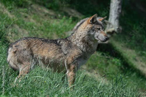 Italian wolf into the wild (Canis lupus italicus)