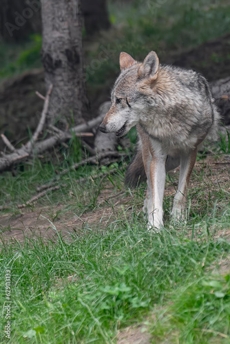 Vertical portrait of Italian wolf in the wild  Canis lupus italicus 