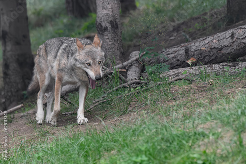 Into the wild  Italian wolf in the woodland  Canis lupus italicus 