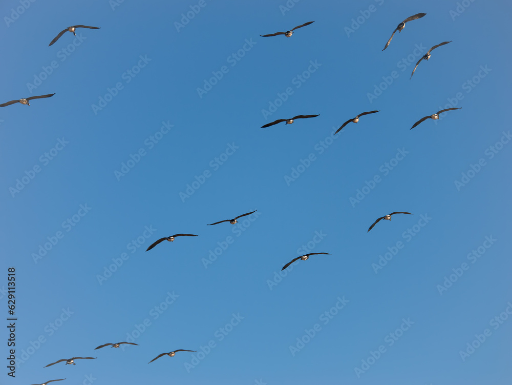 Canada geese in formation flight in front of blue sky Canada geese in formation flight in front of blue sky