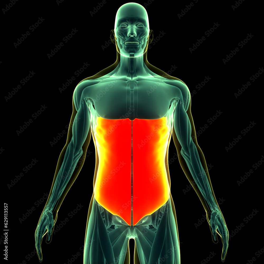 Human Muscular System Torso Muscles External Oblique Anatomy Stock ...