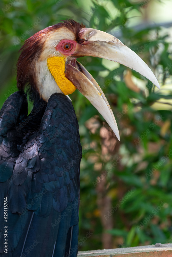 Obraz premium Close up of a male Rhyticeros undulatus bird, The wreathed hornbill is perching on a tree in Borneo forest