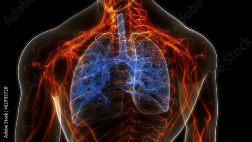 Bilde på lerret Human Respiratory System Lungs Anatomy