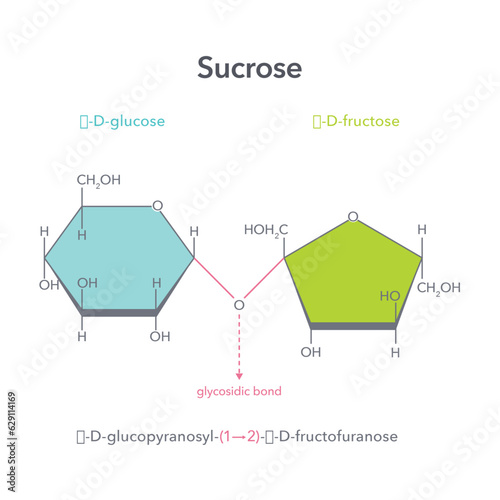 Sucrose disaccharide table sugar vector illustration structure diagram