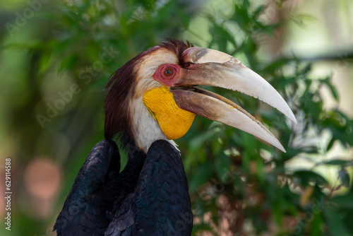 Close up of a male Rhyticeros undulatus bird, The wreathed hornbill is perching on a tree in Borneo forest