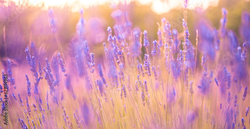 Beautiful sunrise lavender flowers. Romantic love sunset sunlight  blurred floral meadow field. Closeup purple pink blooming lavender landscape. Bright peaceful foliage  serene herbal nature beauty