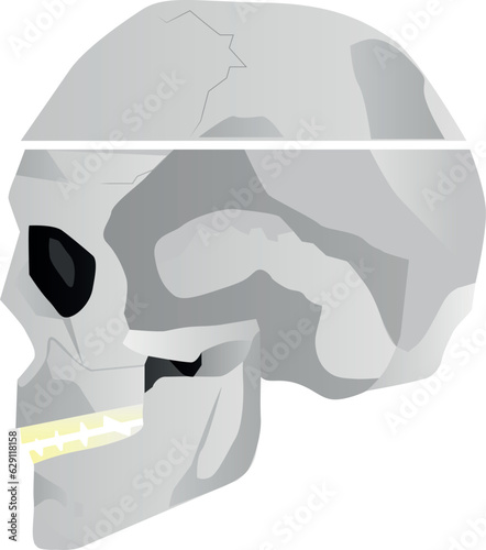 The skull illustration for logo or print