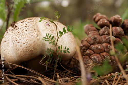 close-up plan of a Macrolepiota procera mushroom in a pine forest next to a pine cone