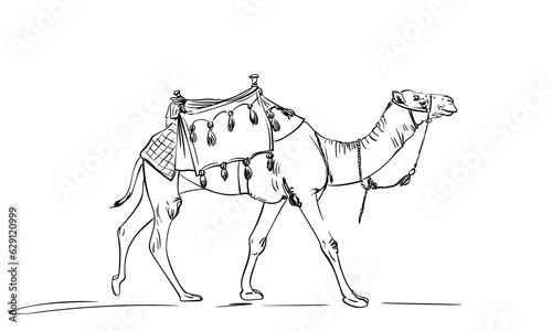 Walking camel with a saddle on a hump, linear sketch, Desert animal hand drawn illustration