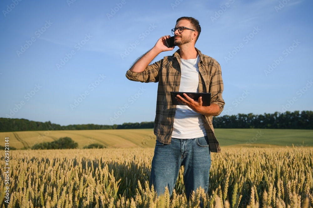 Farmer examining crops crouching in wheat farm Farmer examining crops crouching in wheat farm
