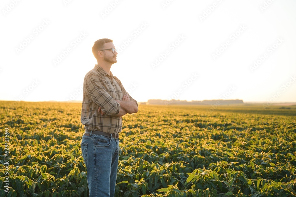 Agronomist inspecting soya bean crops growing in the farm field. Agriculture production concept. young agronomist examines soybean crop on field in summer. Farmer on soybean field