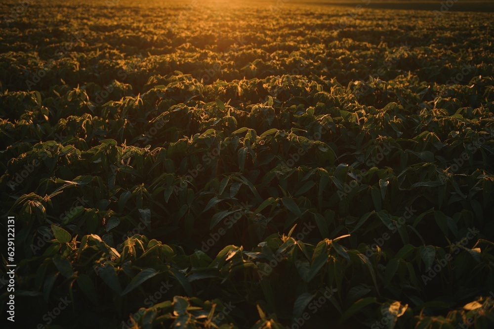 Obraz premium Soybean Field Rows in sunset