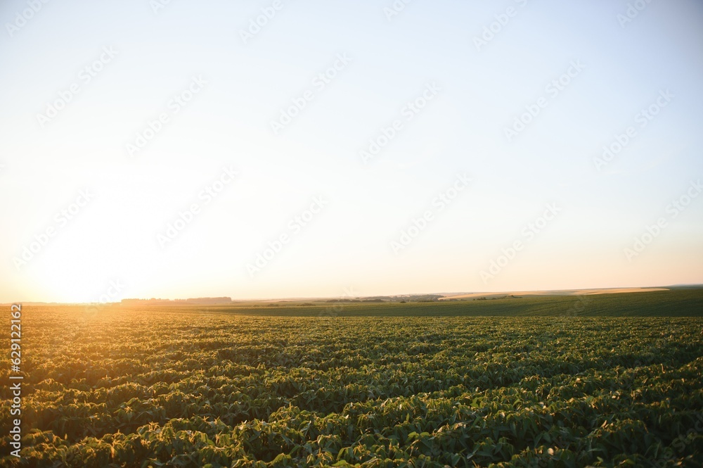 Soybean plants in agricultural field in sunset, selective focus