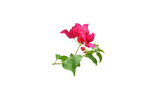 Isolated close-up image of red bougainvillea flower on png file at transparent background.