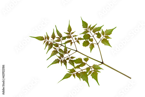 Isolated image of leaf on png file at transparent background.