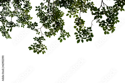 Isolated image of a branch with leaves of a large tree on a transparent background png file.