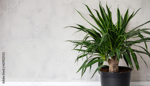 A large dracaena plant in a dark pot stands opposite the white textural wall, copyspace photo