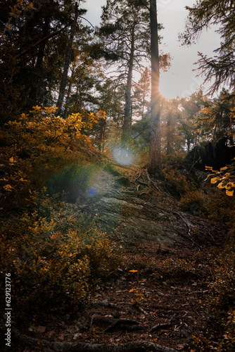Fototapeta Naklejka Na Ścianę i Meble -  Sun shining through the trees in a beautiful forest
