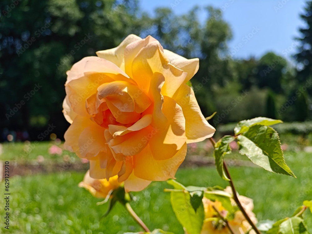 Roses From Rose Valley In National Park Kislovodsk