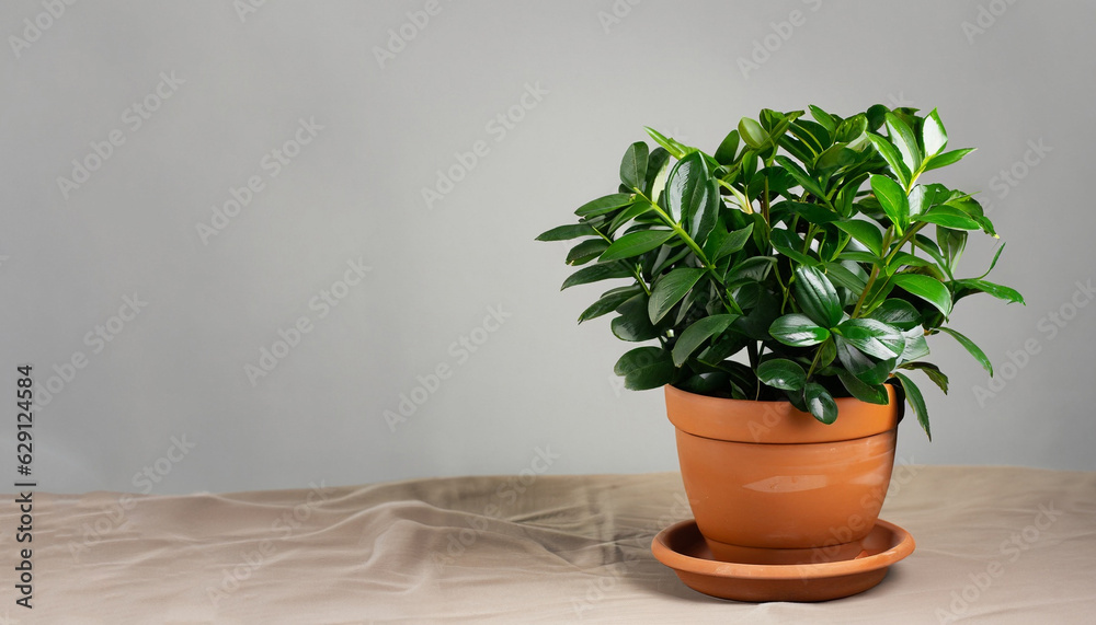 Green flower houseplant zamiokulkas or dollar tree growing in clay brown pot standing on natural fabric isolated on white background, copyspace