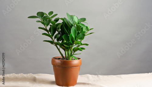 Fototapeta Naklejka Na Ścianę i Meble -  Green flower houseplant zamiokulkas or dollar tree growing in clay brown pot standing on natural fabric isolated on white background, copyspace