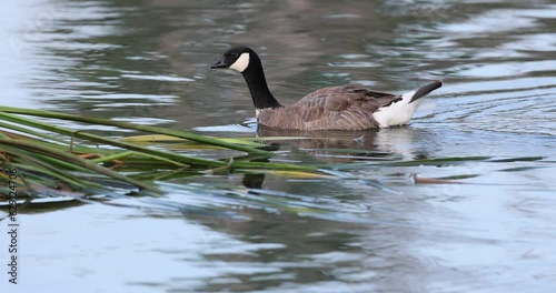 Slow motion clip of a canada goose gosling swimming on a lake surface towards floating marshgrass photo
