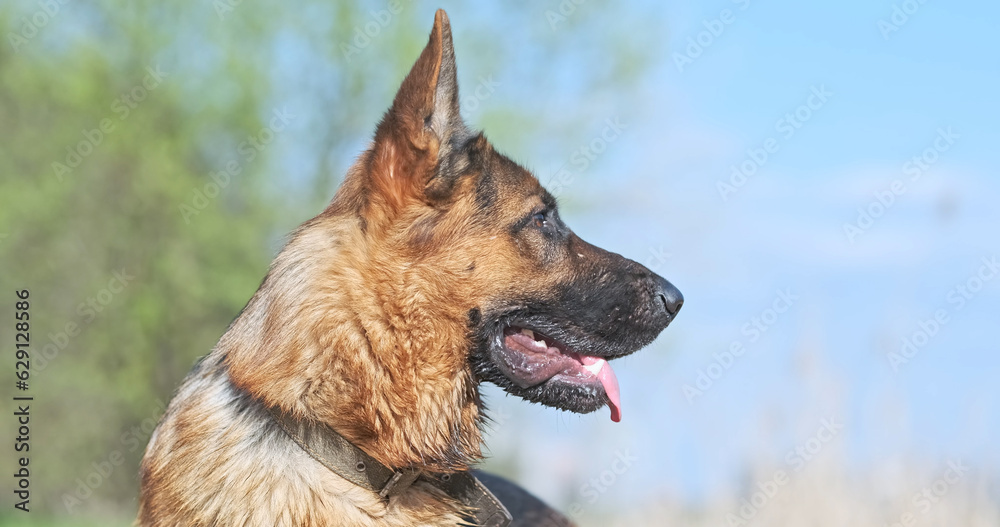 Profile of muzzle of purebred German Shepherd dog. Place for text. Nature, close-up, attentive look of pet into the distance.