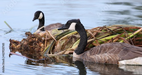 Slow motion clip of a mother canada goose and gosling around a floating cattail marshgrass plant while eating it photo