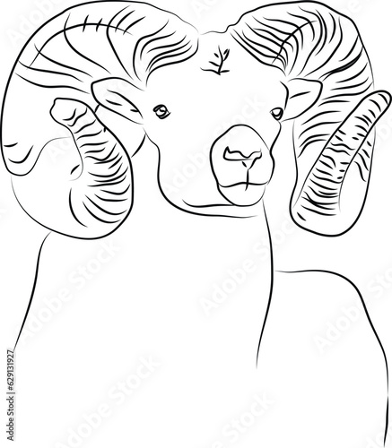 Vector sketch of a big horn sheep head