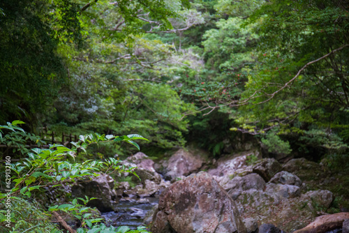 奄美大島の奥地を流れる住用川の支流